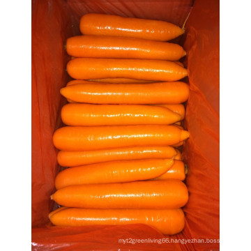 Best Quality for Exporting Fresh Carrot